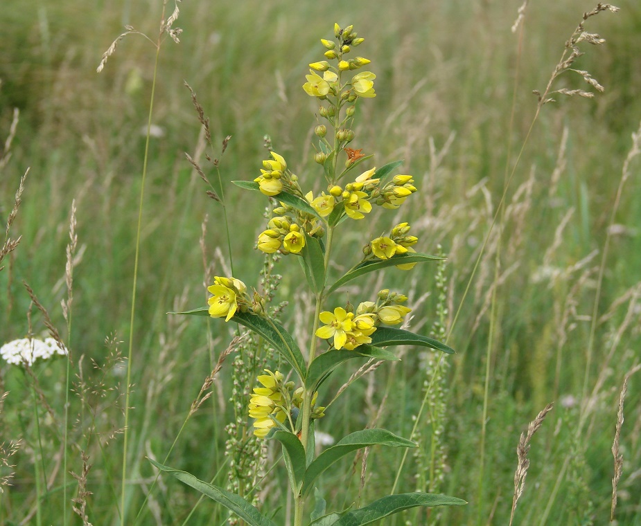 Изображение особи Lysimachia davurica.