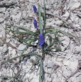 Muscari armeniacum