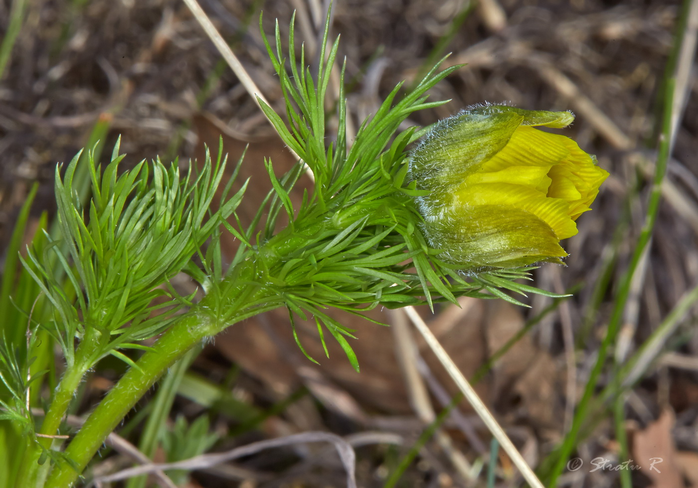 Изображение особи Adonis vernalis.