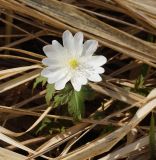 Anemone altaica