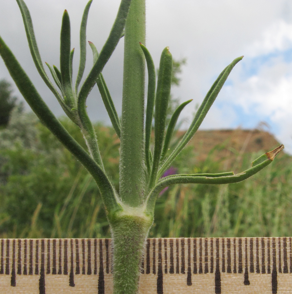 Image of Silene wolgensis specimen.