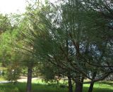 Pinus pityusa. Ветвь. Абхазия, Гагрский р-н, г. Пицунда. 26 августа 2009 г.