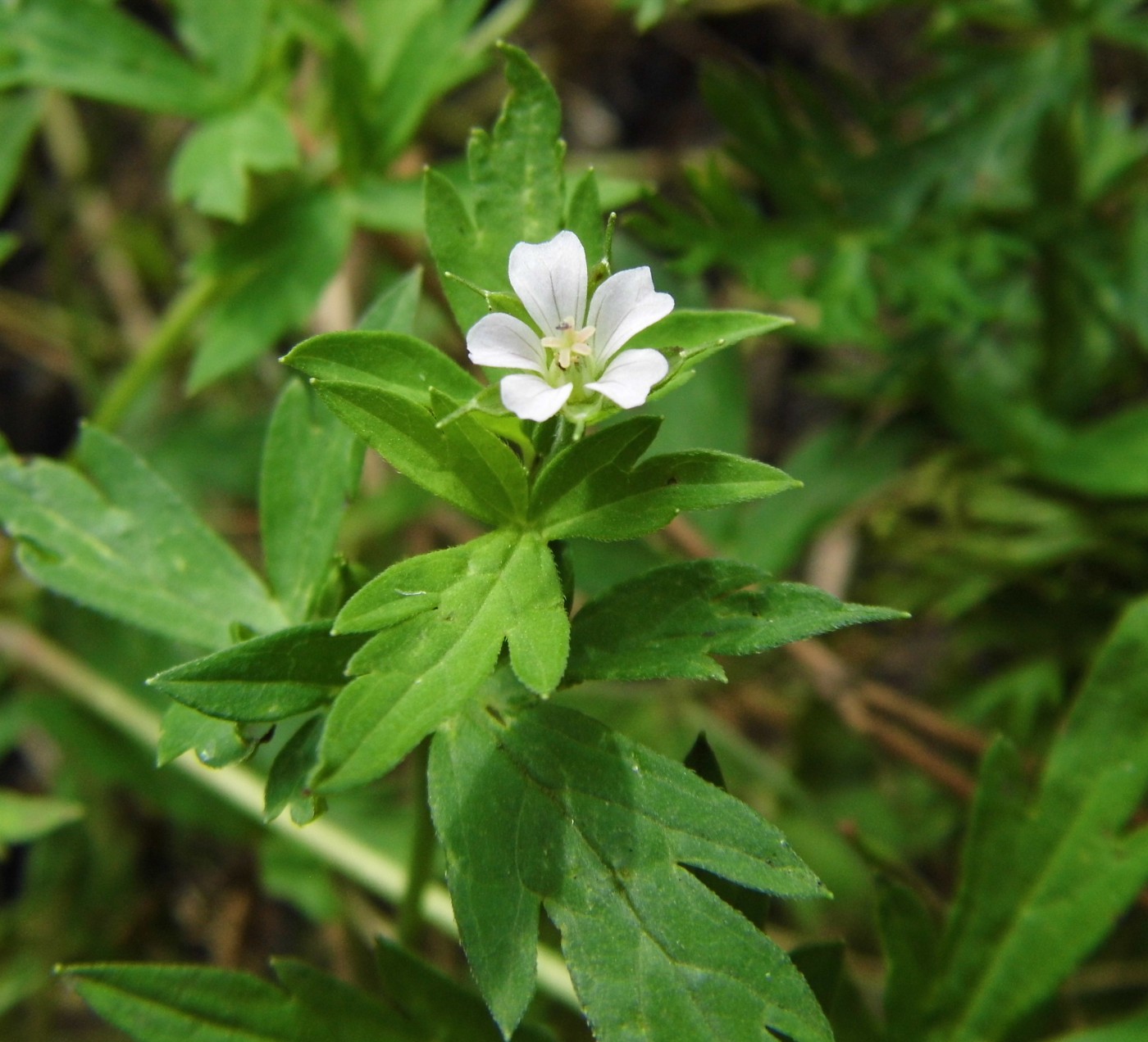 Image of Geranium sibiricum specimen.