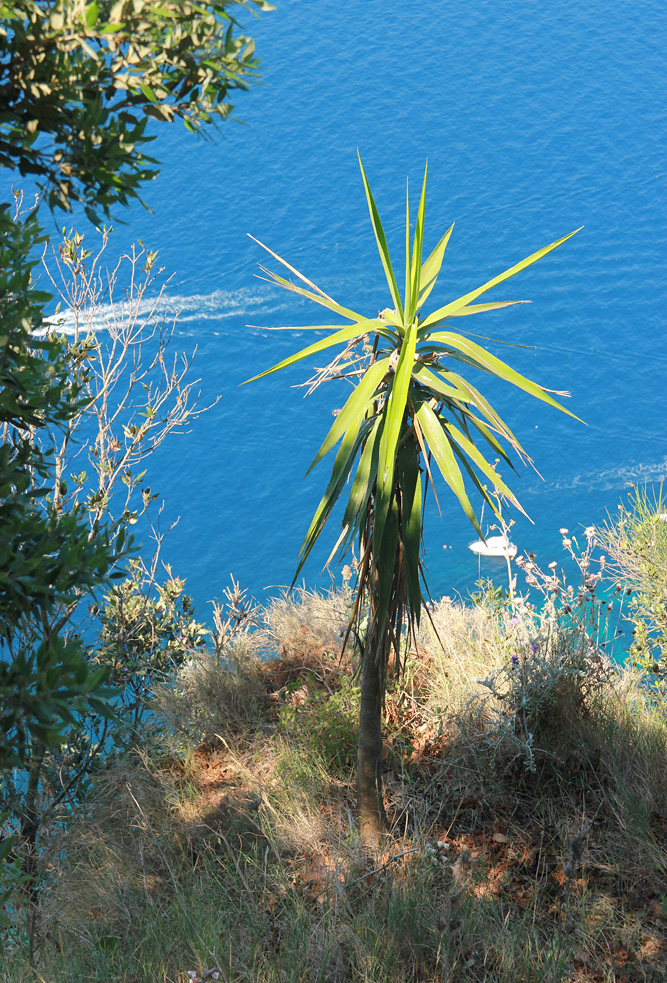 Изображение особи Yucca gigantea.