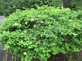 Bauhinia tomentosa