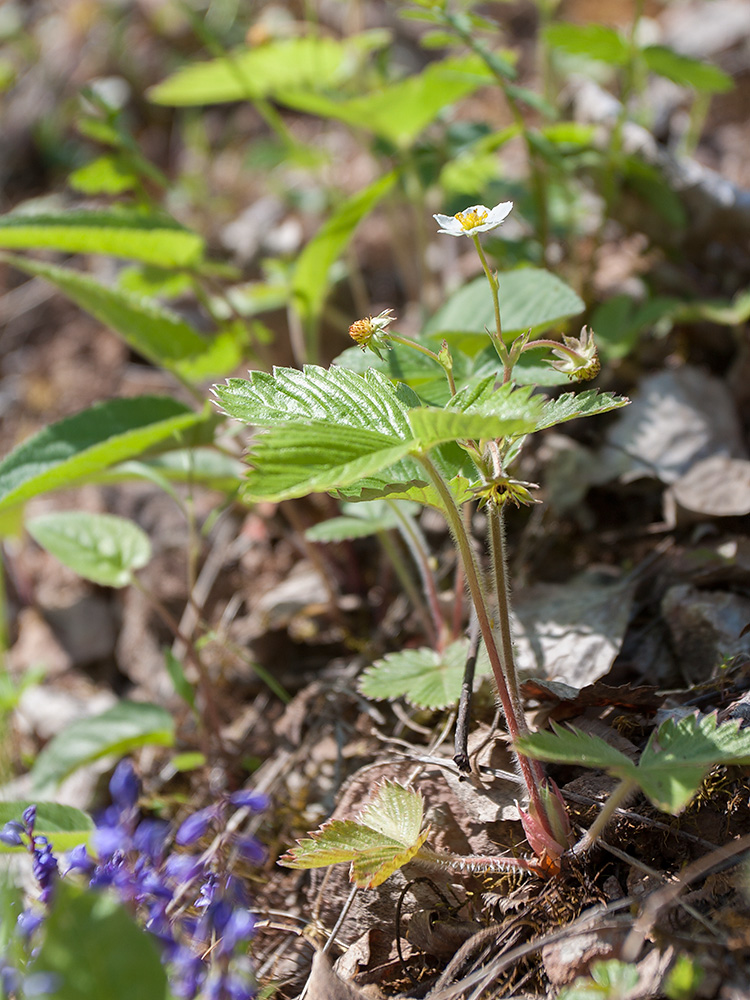 Изображение особи Fragaria vesca.