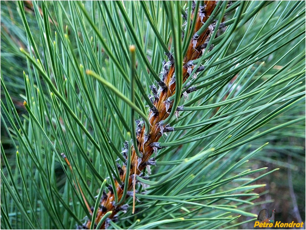 Изображение особи Pinus pallasiana.