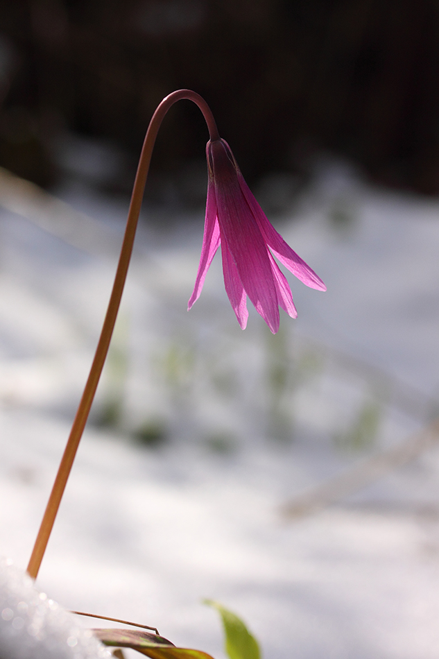 Изображение особи Erythronium sibiricum.