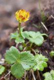 Trollius dschungaricus. Цветущее растение. Кыргызстан, Иссык-Кульская обл., Внутренний Тянь-Шань, хр. Терскей Ала-Тоо, ущ. Чон-Кызылсуу, горная степь в р-не левого притока Саватор (в 3 км выше метеостанции), 2650 м н.у.м. 17.05.2018.