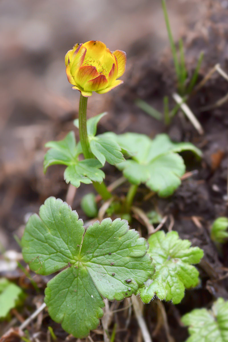 Изображение особи Trollius dschungaricus.