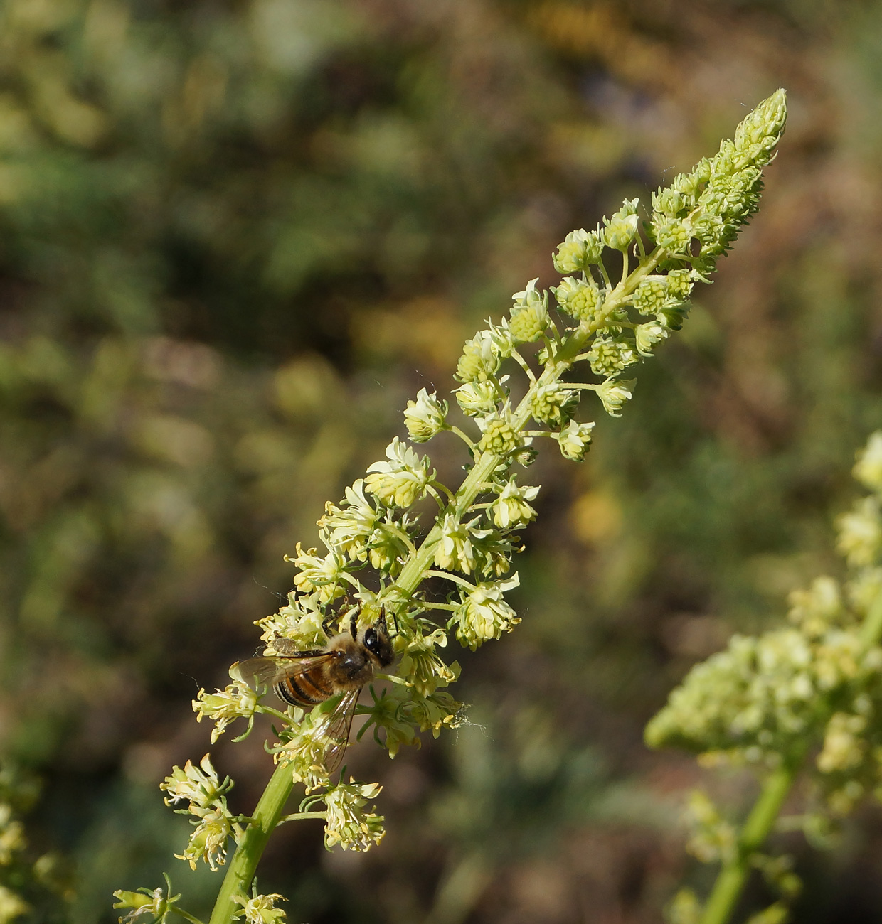 Image of Reseda lutea specimen.