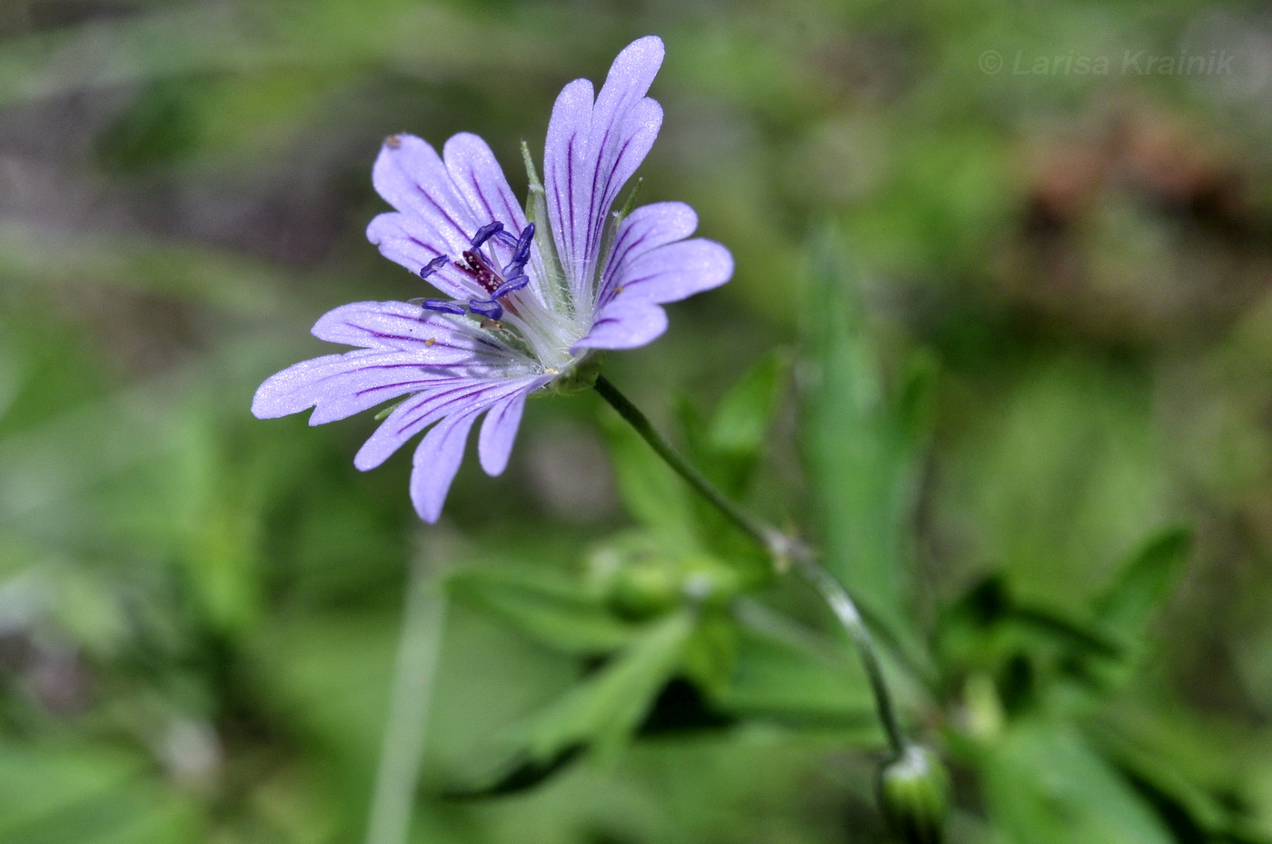 Изображение особи Geranium dahuricum.