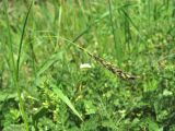 Carex melanostachya