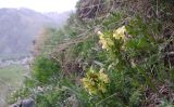 Pedicularis sibthorpii. Цветущее растение. Грузия, Казбегский муниципалитет, нижняя часть вост. склона горы Казбек, травянистый склон. 22.05.2018.