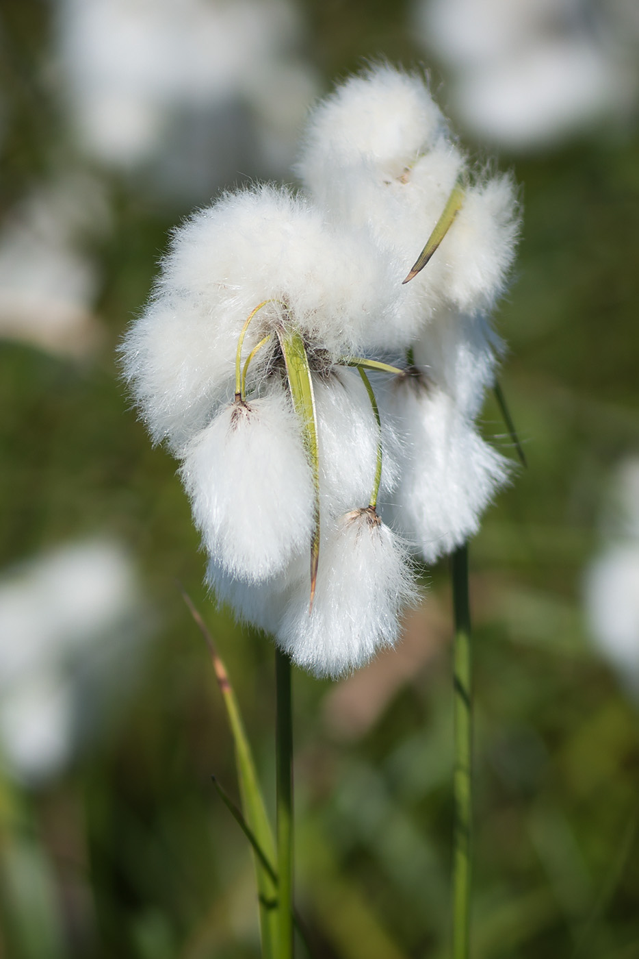 Изображение особи Eriophorum angustifolium.