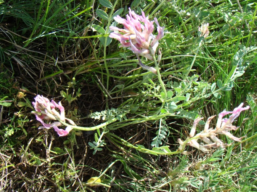 Изображение особи Astragalus brachycarpus.