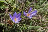 Crocus speciosus. Цветки. Крым, Гора \"Ай-Петри\", перелесок. 21.09.2018.