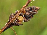 Carex nigra