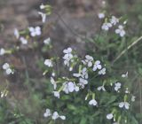 Arabis caucasica