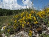 Genista depressa