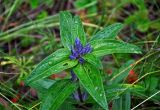 Gentiana cruciata. Верхушка побега с соцветием в бутонах. Челябинская обл., Сосновский р-н, долина р. Миасс, окр. с. Кайгородово, луг. 08.08.2019.