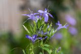 Barleria obtusa