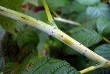 Rubus sibiricus