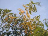 Robinia pseudoacacia