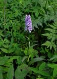 Dactylorhiza fuchsii. Цветущее растение. Московская обл., гор. округ Мытищи, окр. дер. Сорокино, опушка смешанного леса. 29.06.2020.