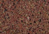 Azolla filiculoides. Растения на поверхности воды в луже. Азербайджан, Масаллинский р-н. 11.04.2010.