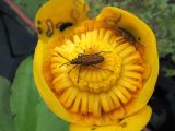 Nuphar lutea