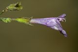 Clinopodium menthifolium