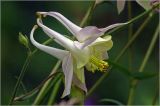 Aquilegia vulgaris