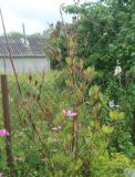 Cobaea scandens