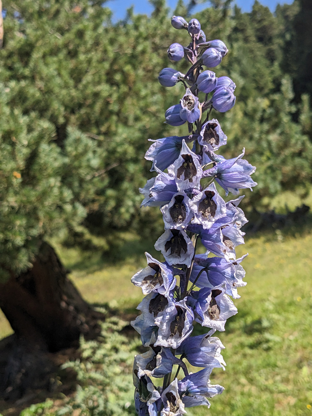 Изображение особи род Delphinium.