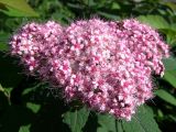 Spiraea japonica. Соцветие. Магаданская обл., Ольский р-н, пгт Ола, декоративное озеленение улицы. 05.08.2023.