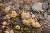 Paronychia cephalotes. Цветущие растения. Крым, дикий пляж близ г. Саки. 28.06.2009.