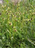 Ophrys bombyliflora. Цветущие растения. Италия, Лацио, Латина, бухта Гаэта. 08.04.2011.