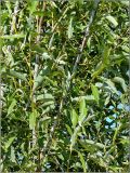 Salix acutifolia