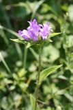 Campanula maleevii