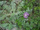 Psephellus declinatus. Цветущее растение. Крым, гора Северная Демерджи. 2 июня 2012 г.