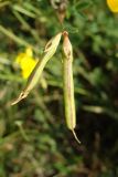 Lotus corniculatus