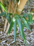 Phyllostachys aureosulcata