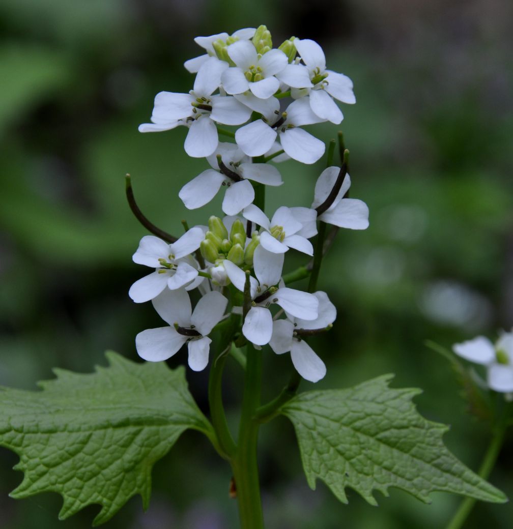 Изображение особи Alliaria petiolata.