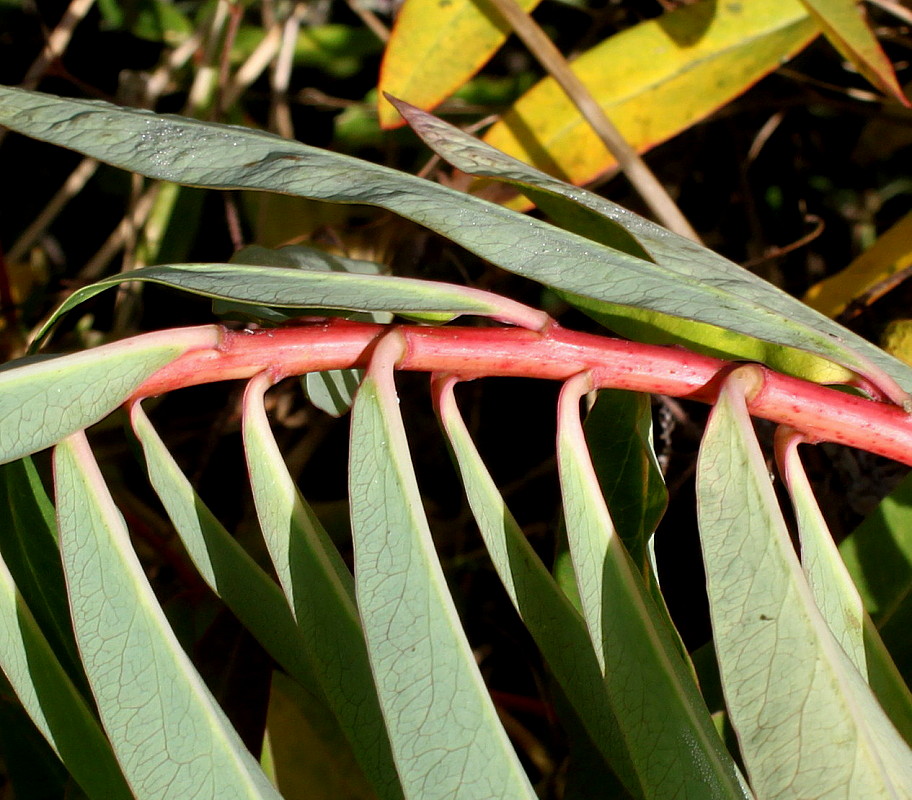 Изображение особи Euphorbia griffithii.