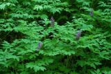 Corydalis macrantha