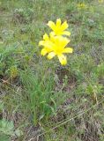 Hemerocallis minor