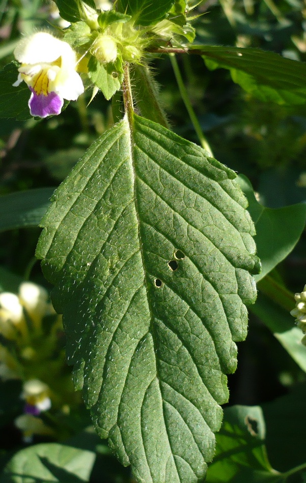 Изображение особи Galeopsis speciosa.