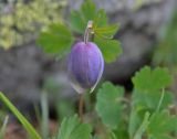 Aquilegia glandulosa