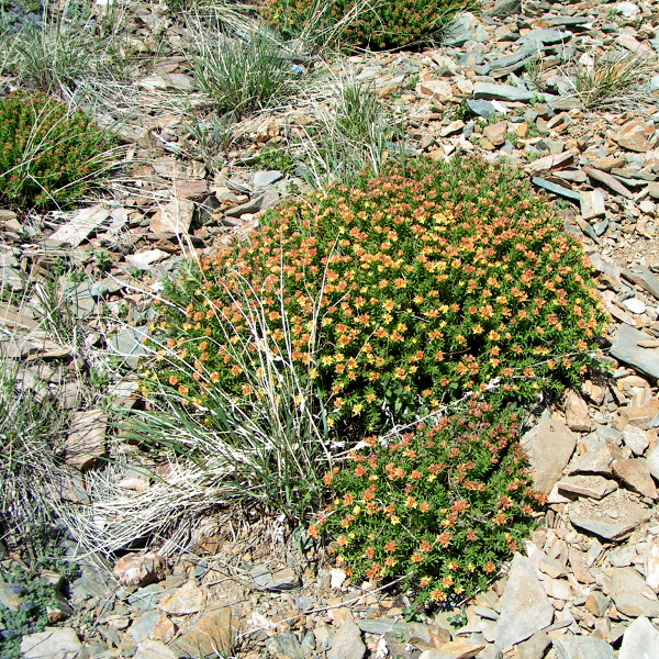 Изображение особи Rhodiola coccinea.